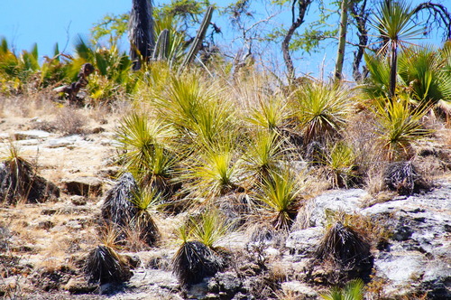 Dasylirion serratifolium