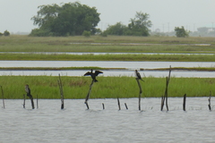 Microcarbo africanus