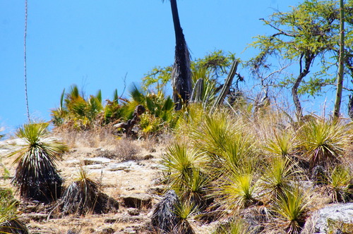 Dasylirion serratifolium