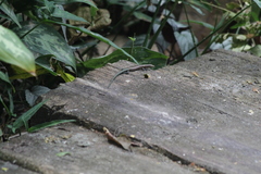 Emoia cyanura