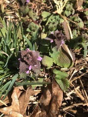 Lamium purpureum