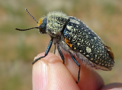 Julodis humeralis