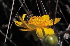 Platycheirus stegnus