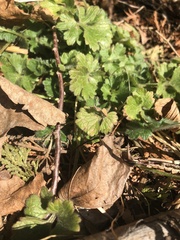 Ranunculus