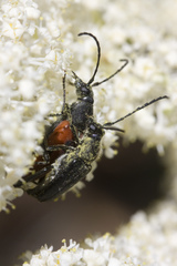 Anastrangalia laetifica