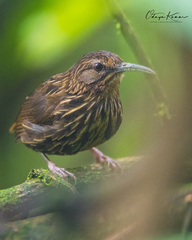 Napothera malacoptila