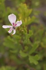 Pelargonium ternatum