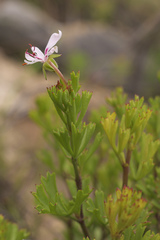 Pelargonium ternatum