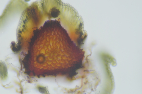 Image of Plagiopus oederianus by no rights reserved