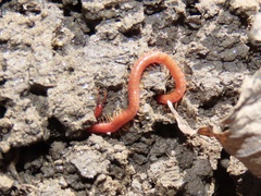 Strigamia bothriopus