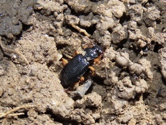 Patrobus longicornis