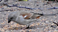 Passer diffusus stygiceps