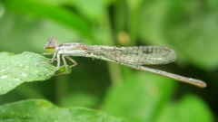 Agriocnemis pygmaea