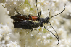 Anastrangalia laetifica