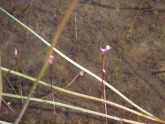 Utricularia resupinata