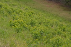 Baptisia nuttalliana