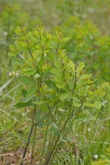 Baptisia nuttalliana