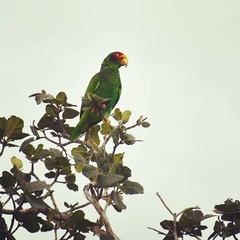 Amazona xantholora