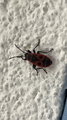Pyrrhocoris apterus