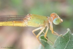 Ceriagrion coromandelianum
