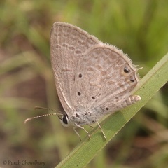 Euchrysops cnejus
