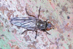 Otitini
