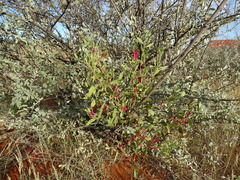Tapinanthus