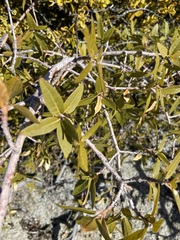 Quercus peninsularis