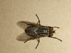 Calyptratae