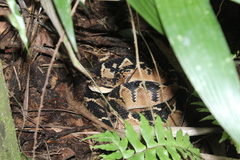 Lachesis muta