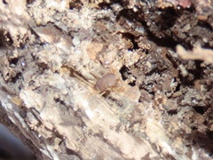 Myrmecophilus pergandei