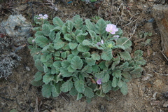 Erodium corsicum