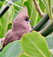 Colius striatus minor