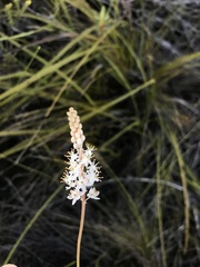 Bulbinella trinervis