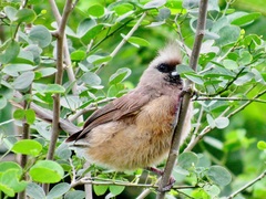 Colius striatus minor