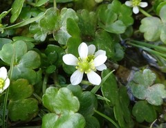 Ranunculus omiophyllus