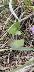 Viola septemloba