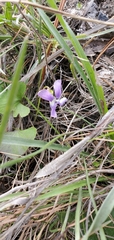 Viola septemloba