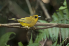 Cyanoderma chrysaeum