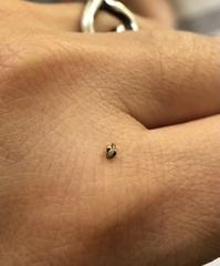 Psyllobora bicongregata