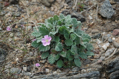 Erodium corsicum