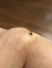 Psyllobora bicongregata