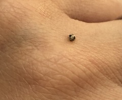 Psyllobora bicongregata