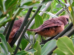 Colius striatus minor