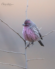 Carpodacus pulcherrimus