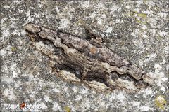 Menophra japygiaria
