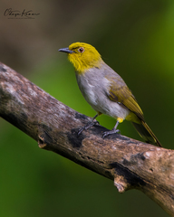 Pycnonotus xantholaemus