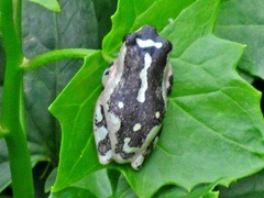 Hyperolius marmoratus marmoratus