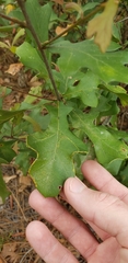 Quercus laevis