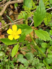 Ranunculus hispidus hispidus